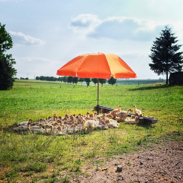 Week 23 - Christmas Dinner II