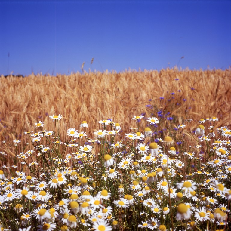 Week 27 - The Summer of 13' II