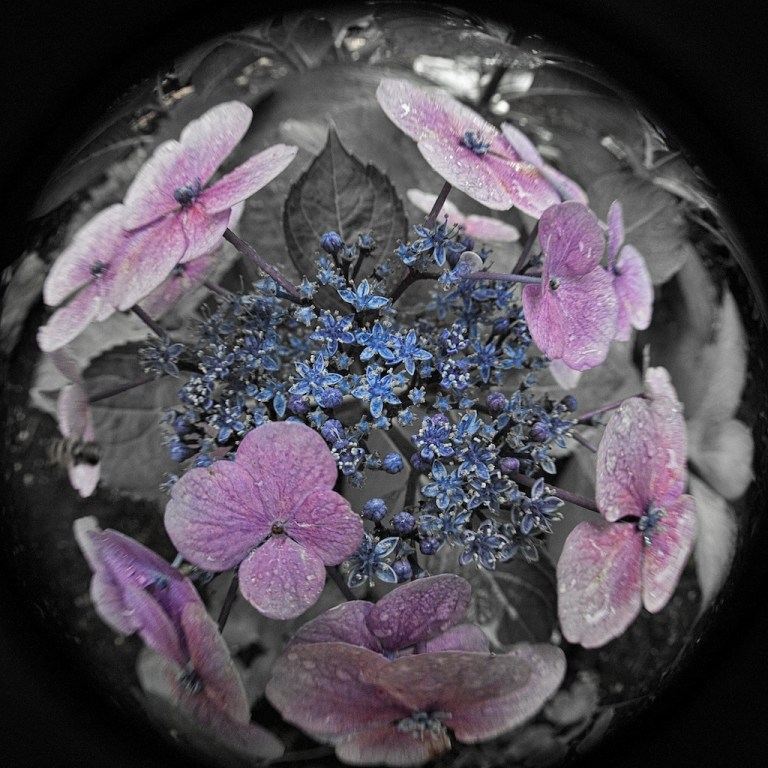 Week 28 -  Fleawers and Appos I