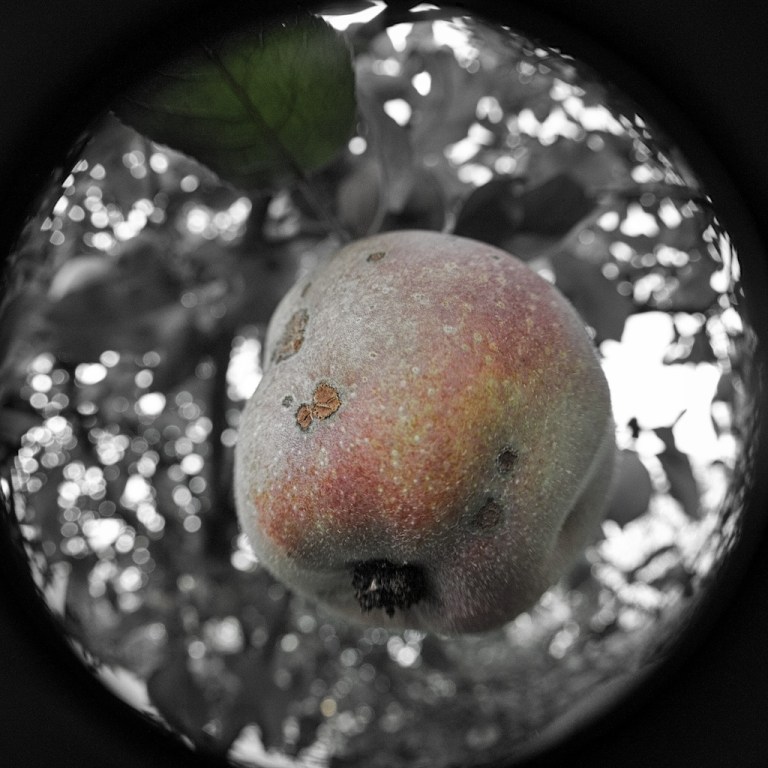 Week 28 -  Fleawers and Appos II