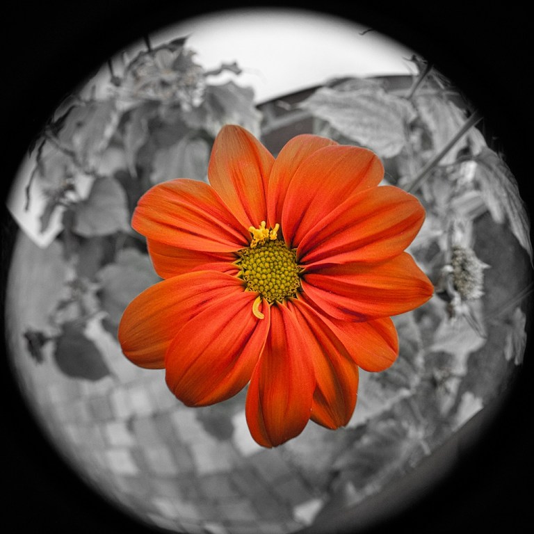 Week 28 -  Fleawers and Appos III