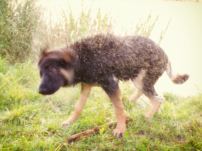 Week 31 - Wild Child…. III