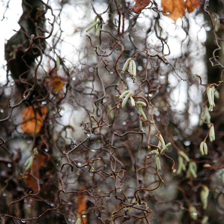 Week 47 - Winter Wanderings I