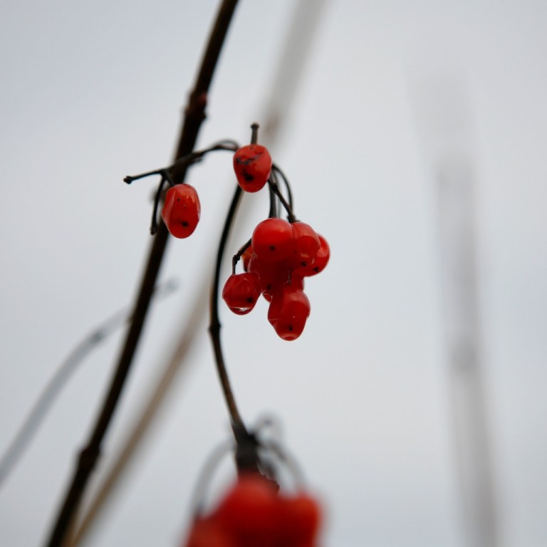 Week 47 - Winter Wanderings II