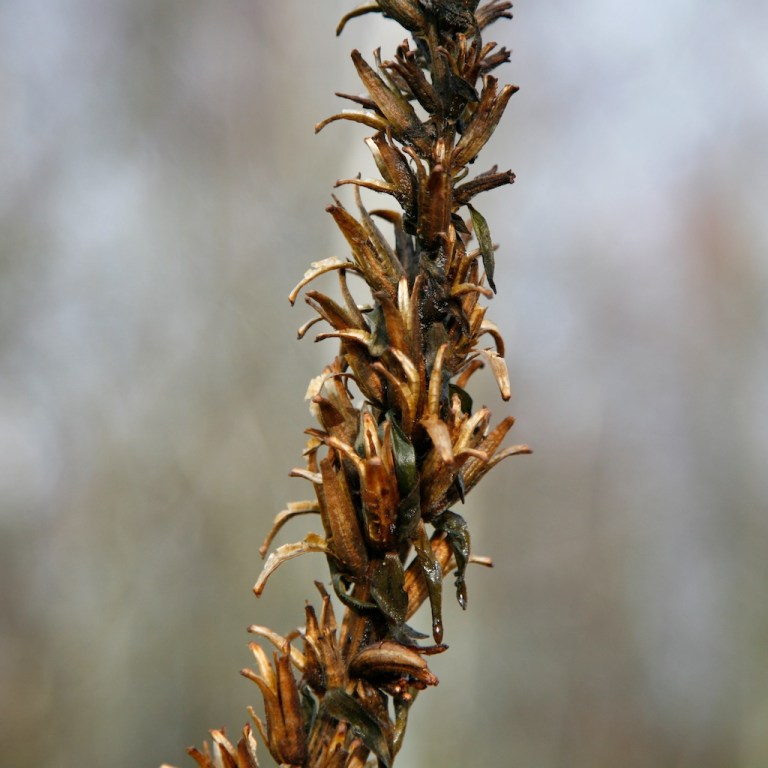 Week 47 - Winter Wanderings III