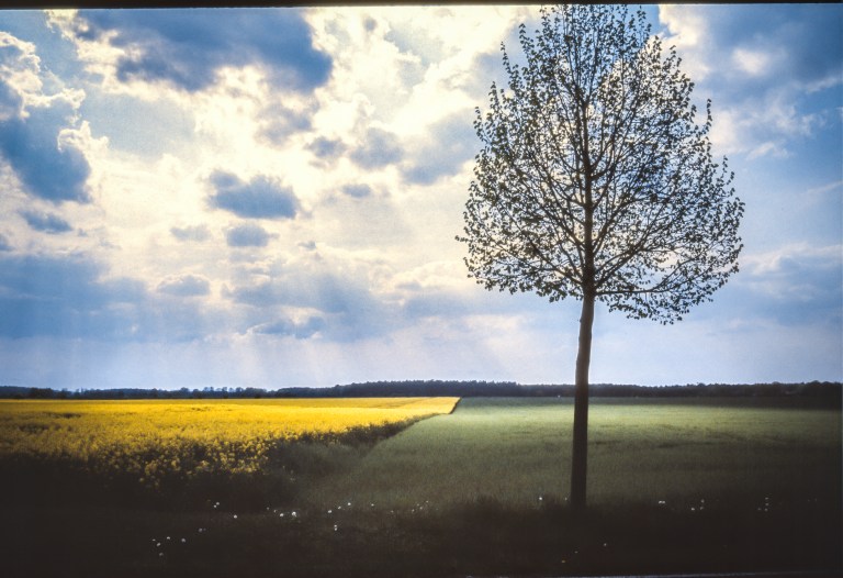 Week 12- The grass is always greener20160523-2016-05-23-0066