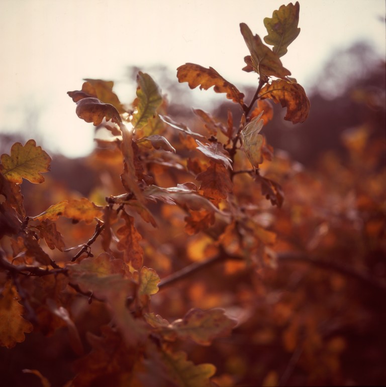 53weeks-org-sanssouci2016-12-03-00652016